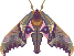 Blinded Sphinx Moth