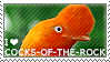 LOVE COCK OF ROCK